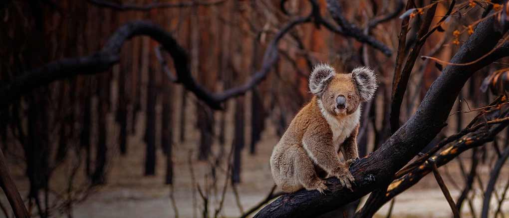 Img Koala On Burnt Tree Kangaroo Island Banner