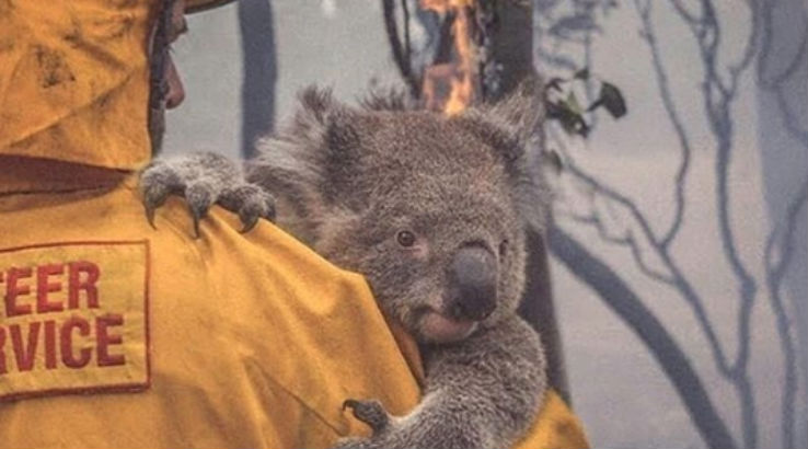 Bushfire1
